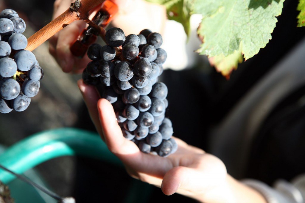 Hand harvesting