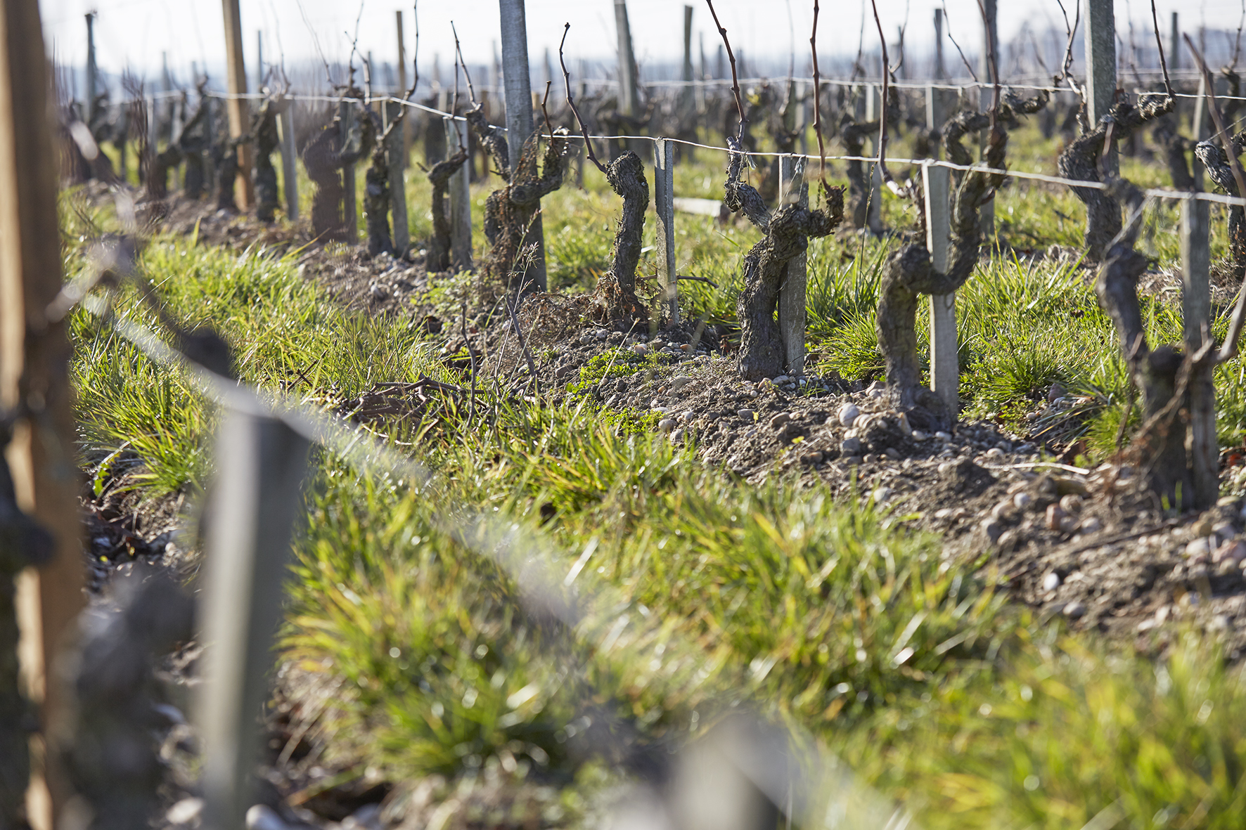 Vigne enherbée