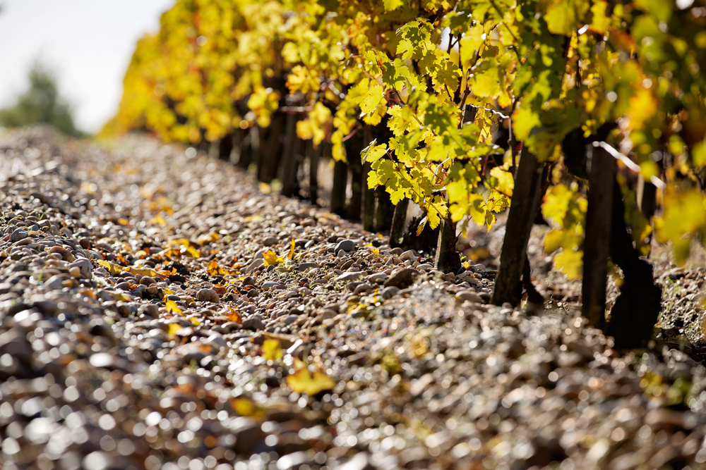 In the vineyard manager's footsteps