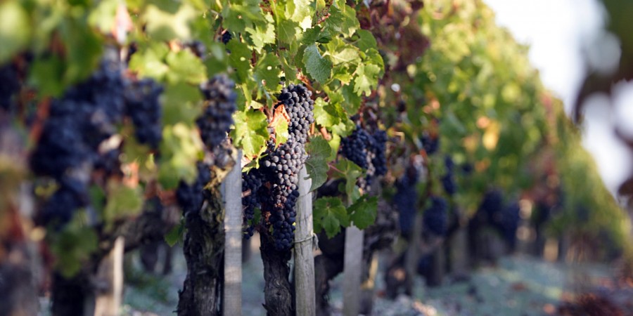 Château Phélan Ségur Vineyard