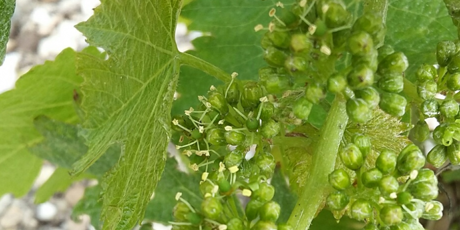 Château Phélan Ségur - Bourgeons