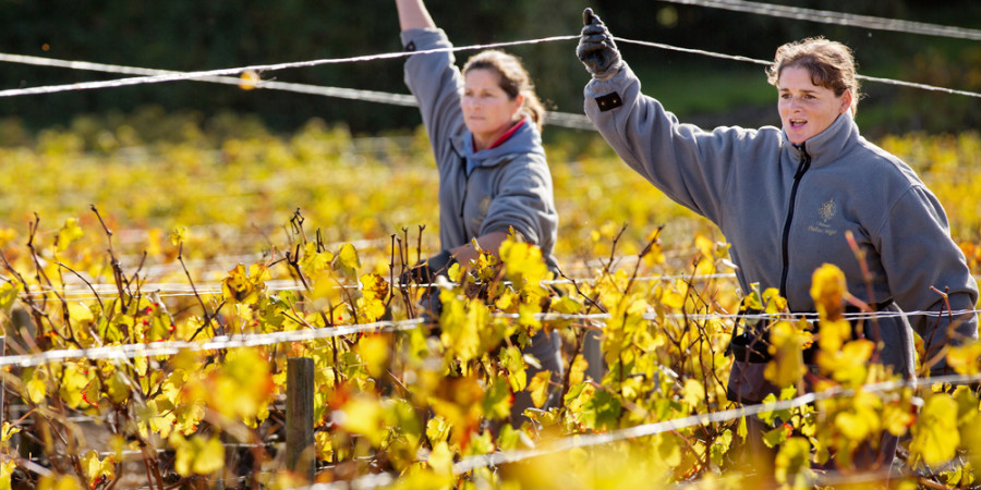 Château Phélan Ségur travaux automne