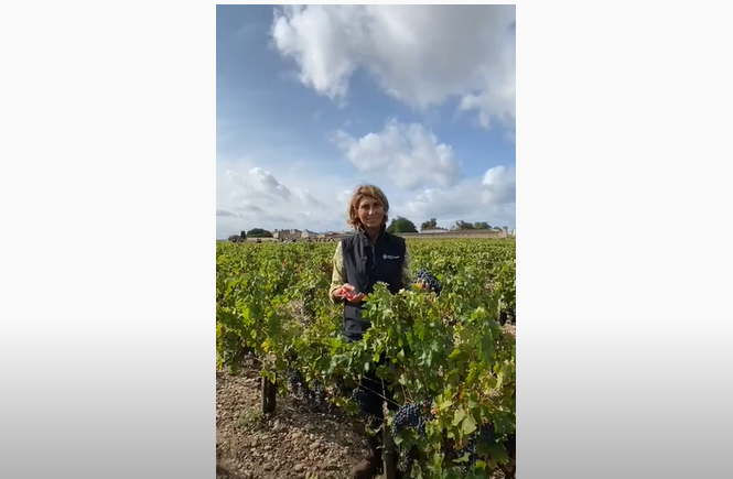 Château Phélan Ségur - 2020 Harvest