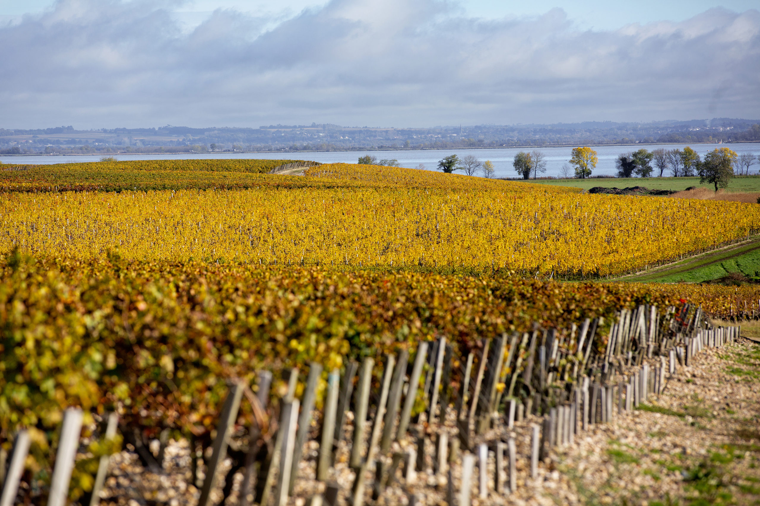 Château Phélan Ségur - Vignoble